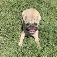 Nugget, a female French Bulldog for sale in Starr, SC – Photo 3 of 9