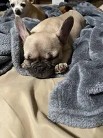 Nugget, a female French Bulldog for sale in Starr, SC – Photo 6 of 9