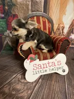 Pixie, a female Chihuahua for sale in Starr, SC – Photo 4 of 5