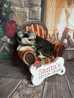 Pixie, a female Chihuahua for sale in Starr, SC – Photo 3 of 5