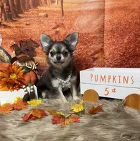 Pixie, a female Chihuahua for sale in Starr, SC – Photo 5 of 5