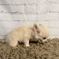 Comet, a male Chihuahua for sale in Starr, SC – Photo 7 of 7