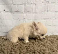 Comet, a male Chihuahua for sale in Starr, SC – Photo 4 of 4