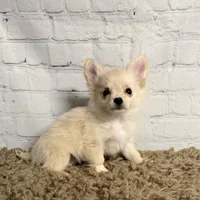 Comet, a male Chihuahua for sale in Starr, SC – Photo 1 of 7