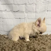 Comet, a male Chihuahua for sale in Starr, SC – Photo 4 of 7