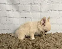 Comet, a male Chihuahua for sale in Starr, SC – Photo 1 of 4