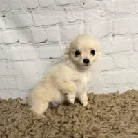 Comet, a male Chihuahua for sale in Starr, SC – Photo 3 of 7