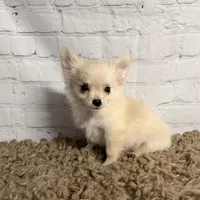 Comet, a male Chihuahua for sale in Starr, SC – Photo 5 of 7