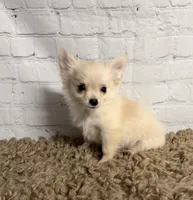 Comet, a male Chihuahua for sale in Starr, SC – Photo 2 of 4