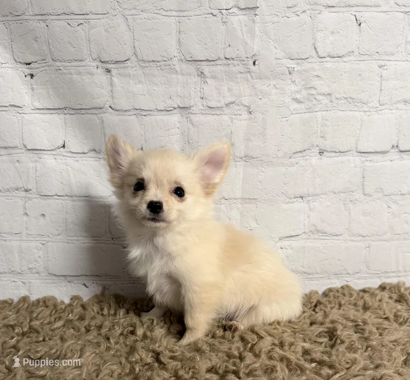 Comet – Chihuahua puppy for sale in Starr, SC