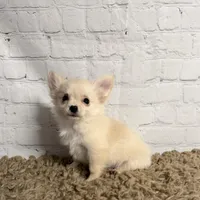 Comet, a male Chihuahua for sale in Starr, SC – Photo 2 of 7