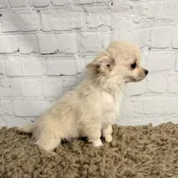 Comet, a male Chihuahua for sale in Starr, SC – Photo 6 of 7