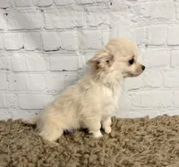 Comet, a male Chihuahua for sale in Starr, SC – Photo 3 of 4