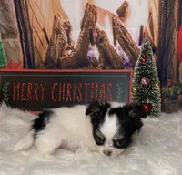 Sterling, a male Chihuahua for sale in Starr, SC – Photo 7 of 7