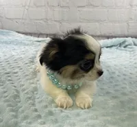 Sterling, a male Chihuahua for sale in Starr, SC – Photo 1 of 7