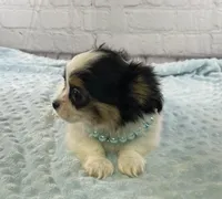 Sterling, a male Chihuahua for sale in Starr, SC – Photo 4 of 7