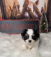 Sterling, a male Chihuahua for sale in Starr, SC – Photo 5 of 7