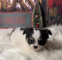 Sterling, a male Chihuahua for sale in Starr, SC – Photo 6 of 7