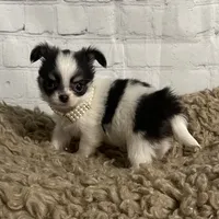 Lily-Tiny, a female Chihuahua for sale in Starr, SC – Photo 4 of 8