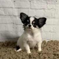 Lily-Tiny, a female Chihuahua for sale in Starr, SC – Photo 5 of 8