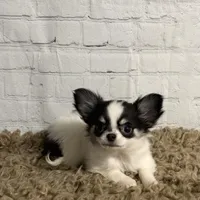 Lily-Tiny, a female Chihuahua for sale in Starr, SC – Photo 3 of 8