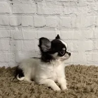 Lily-Tiny, a female Chihuahua for sale in Starr, SC – Photo 1 of 8