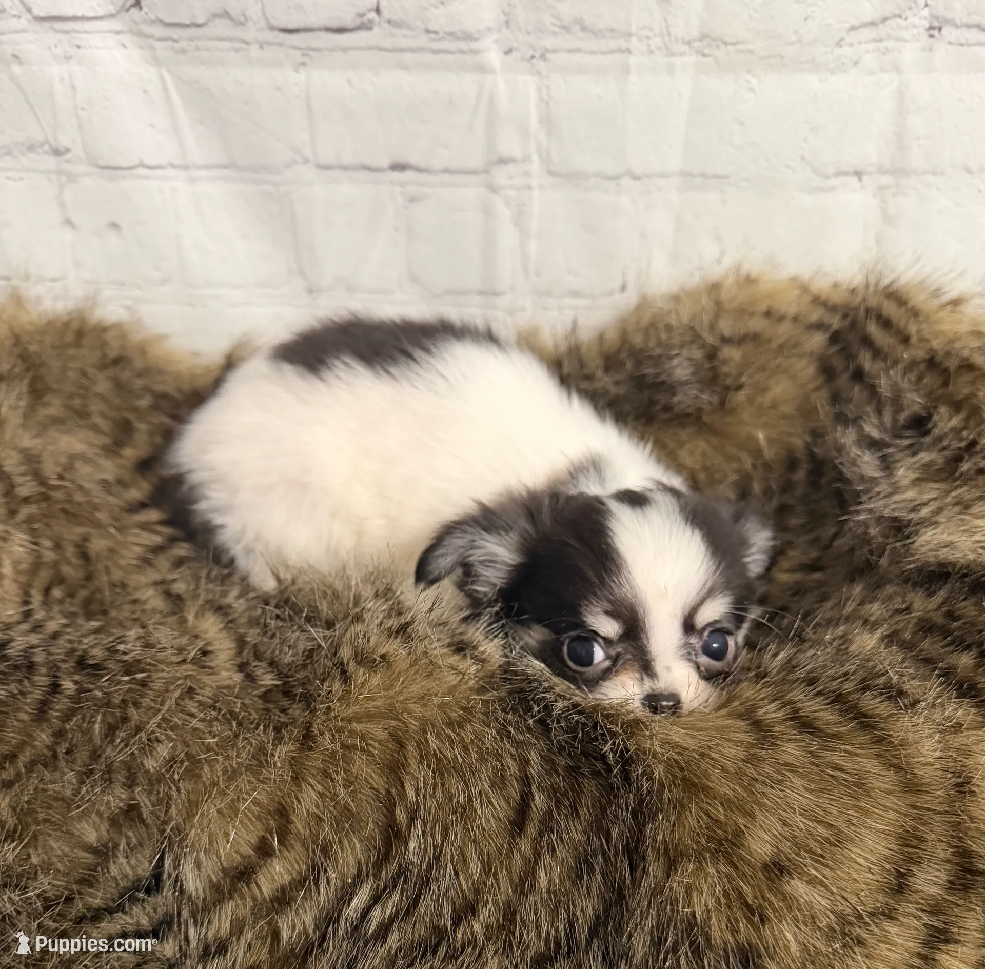 processed/3320f6b7-945d-4c4f-bebc-5d75852c7e9a/listing/b4eee583-d2e7-4a2b-9434-b06efbd4dfcb/4da81d44-b56d-4065-9e4c-cd008c950a80