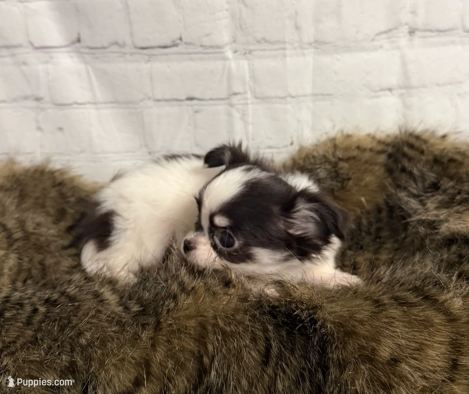 processed/3320f6b7-945d-4c4f-bebc-5d75852c7e9a/listing/b4eee583-d2e7-4a2b-9434-b06efbd4dfcb/9b0fb94a-9af9-468e-90cd-0d76341521ea