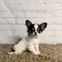 Lily-Tiny, a female Chihuahua for sale in Starr, SC – Photo 2 of 8