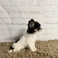 Lily-Tiny, a female Chihuahua for sale in Starr, SC – Photo 6 of 8