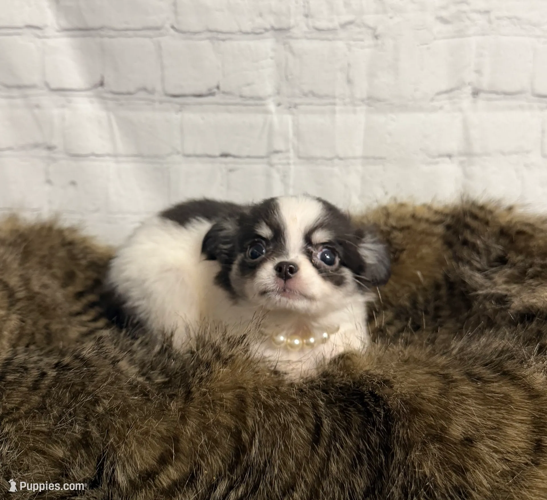 processed/3320f6b7-945d-4c4f-bebc-5d75852c7e9a/listing/b4eee583-d2e7-4a2b-9434-b06efbd4dfcb/fb161daf-1662-4298-8911-cd3bd30965e5