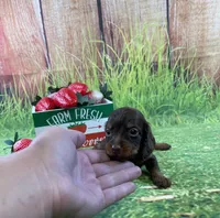 TINY, a female Miniature Dachshund for sale in Starr, SC – Photo 2 of 4