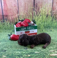 TINY, a female Miniature Dachshund for sale in Starr, SC – Photo 4 of 4