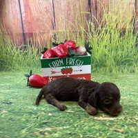 TINY, a female Miniature Dachshund for sale in Starr, SC – Photo 3 of 4