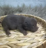 Bear, a male Chihuahua for sale in Starr, SC – Photo 1 of 3