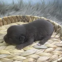 Bear, a male Chihuahua for sale in Starr, SC – Photo 3 of 3