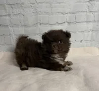 Winston, a male Chihuahua for sale in Starr, SC – Photo 3 of 3