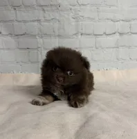 Winston, a male Chihuahua for sale in Starr, SC – Photo 2 of 3