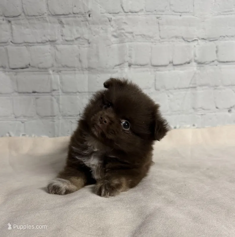 Winston – Chihuahua puppy for sale in Starr, SC