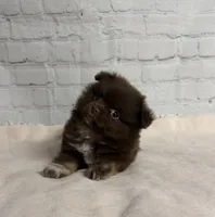 Winston, a male Chihuahua for sale in Starr, SC – Photo 1 of 3