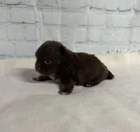 Rolo, a male Chihuahua for sale in Starr, SC – Photo 2 of 4