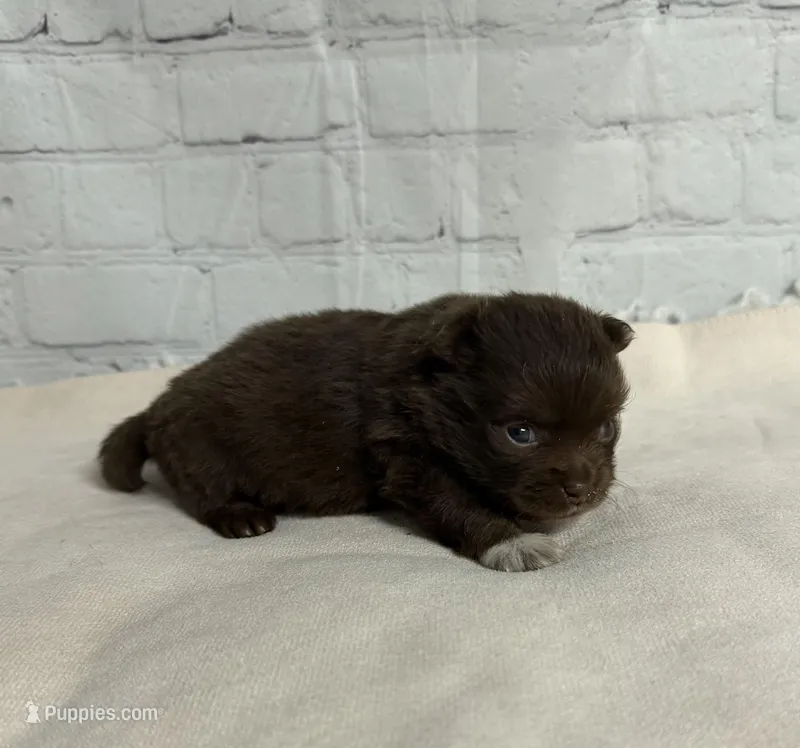 Rolo, a male Chihuahua for sale in Starr, SC – Photo 1 of 4