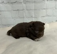 Rolo, a male Chihuahua for sale in Starr, SC – Photo 1 of 4