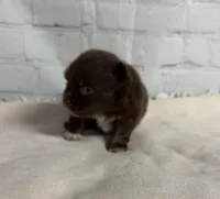 Rolo, a male Chihuahua for sale in Starr, SC – Photo 4 of 4