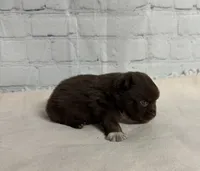 Rolo, a male Chihuahua for sale in Starr, SC – Photo 3 of 4