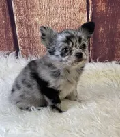 Alaska, a female Chihuahua for sale in Starr, SC – Photo 9 of 9