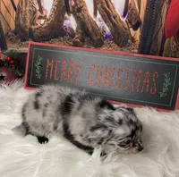 Alaska, a female Chihuahua for sale in Starr, SC – Photo 5 of 9