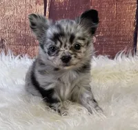 Alaska, a female Chihuahua for sale in Starr, SC – Photo 6 of 9