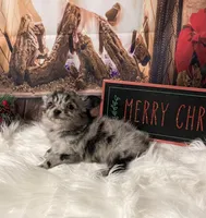 Alaska, a female Chihuahua for sale in Starr, SC – Photo 2 of 9