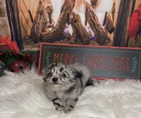 Alaska, a female Chihuahua for sale in Starr, SC – Photo 1 of 9